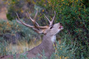 Deer-Resistant Shrubs in Colorado