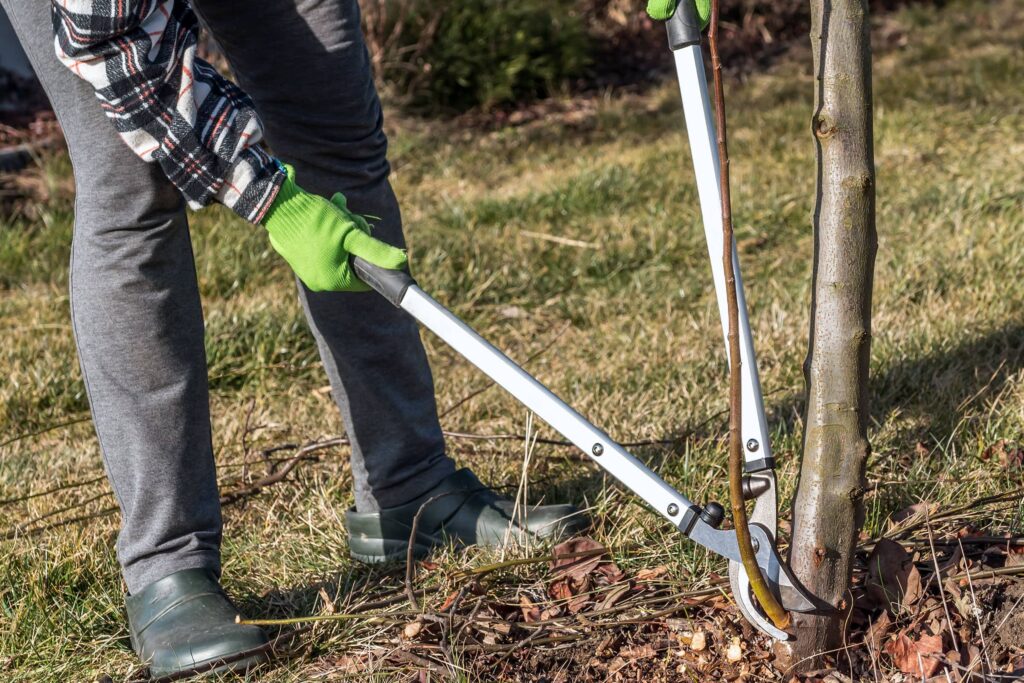 Pruning Techniques for Tree Suckers