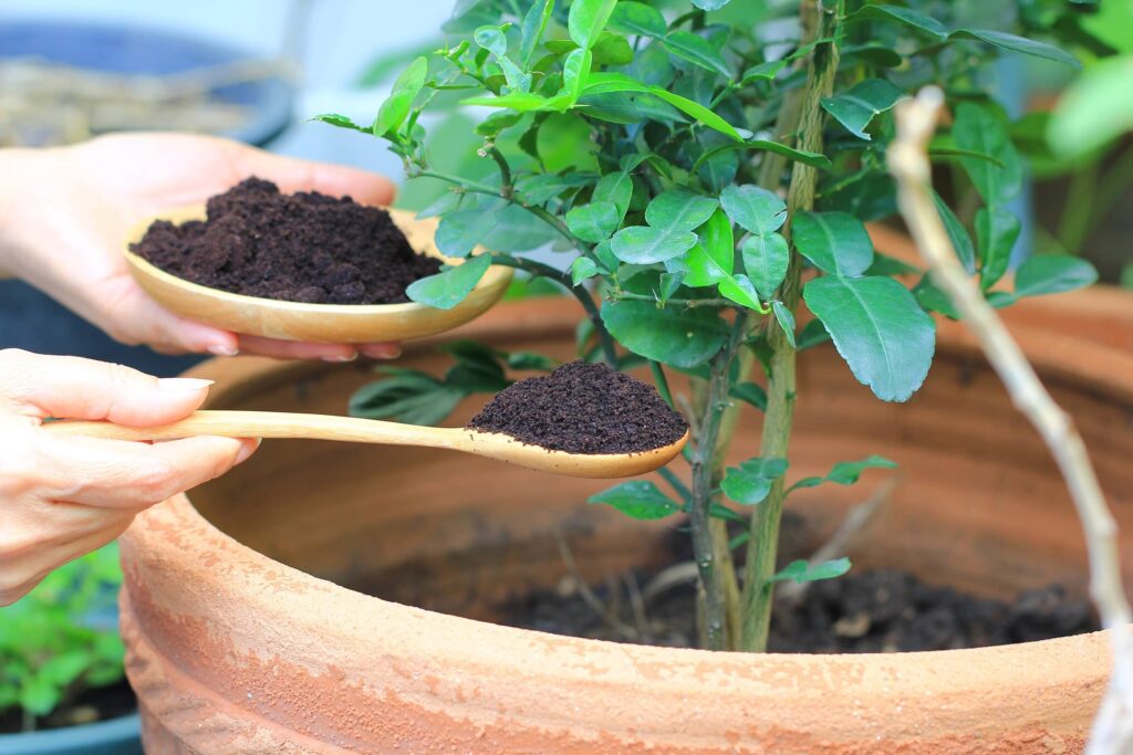 Coffee Grounds for Garden Use