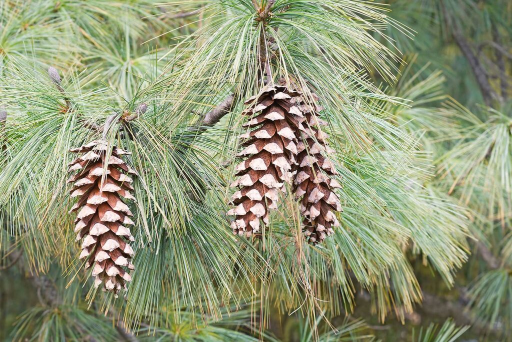 Vanderwolf Pines - The Soft Pine for Castle Rock, CO Landscaping