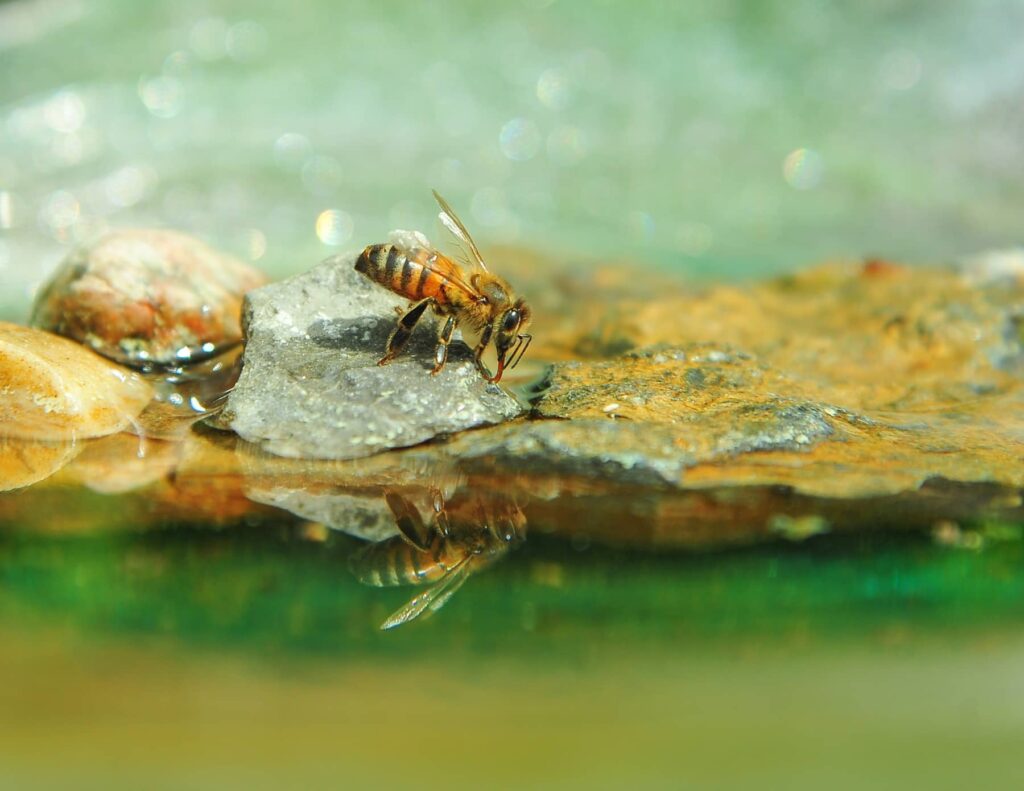 Bee in a Birdbath