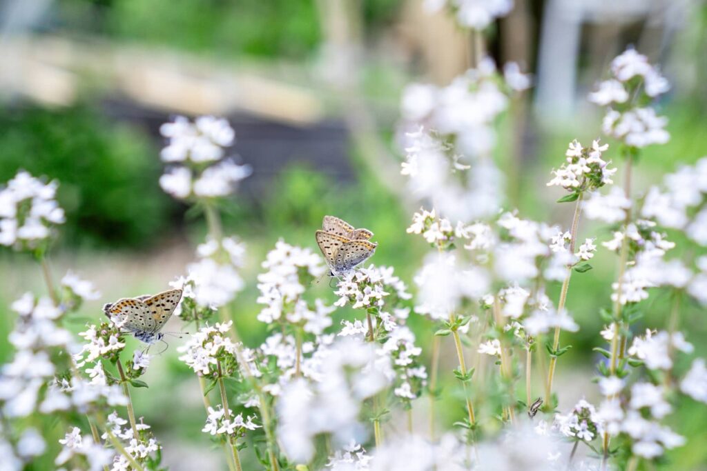 Butterfly Pollinator Garden