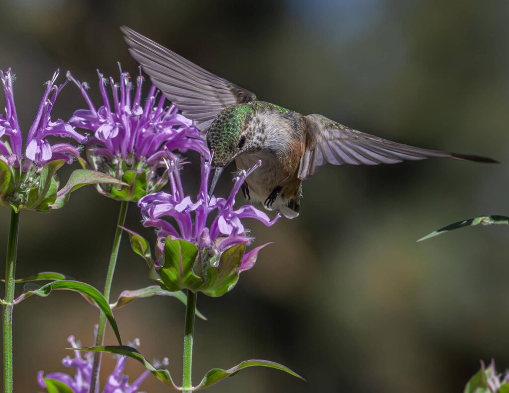 Colorado Pollinator - Hummingbird