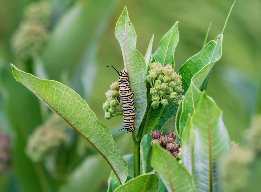 Milkweed - Monarch Caterpillar Pollinator