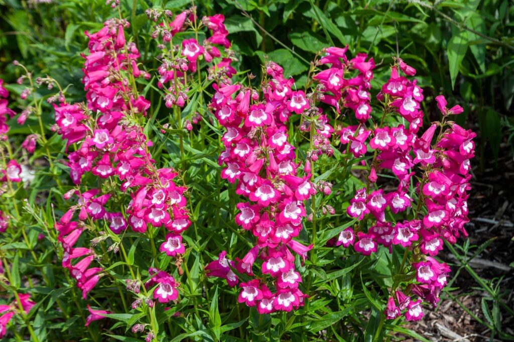 Penstemon Pollinator Plant