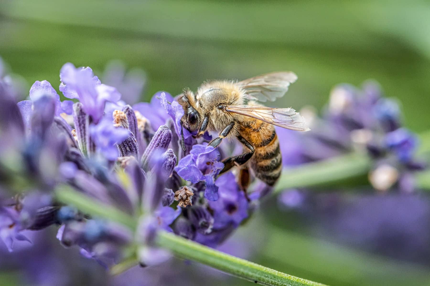 How To Make A Pollinator Friendly Garden in Colorado