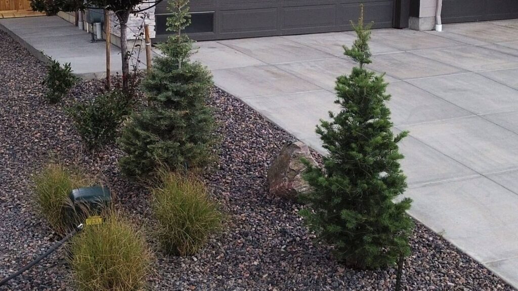 Evergreen and Grasses Installation - Castle Pines CO 2025