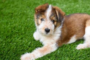 Designing a Dog-Friendly Yard